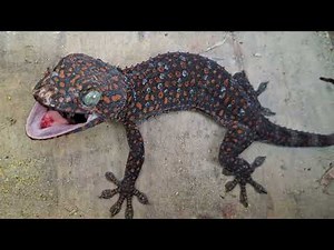 Today gecko sounds - bruit d'un gecko leopard