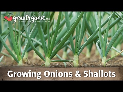 Growing Organic Onions, Leeks, and Shallots
