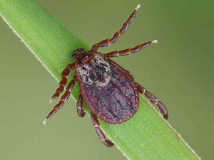 How To Deal With Ticks Organically In Acres of Land: A Quick Guide - The Small Town Homestead