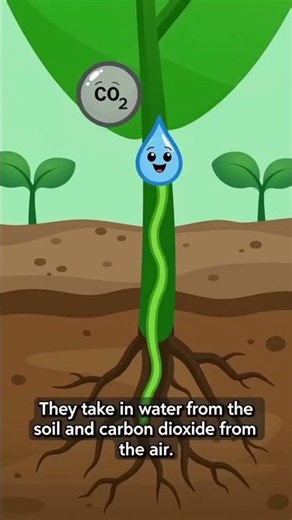 How Plants Make Food? | Photosynthesis Process Explained #science