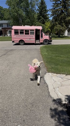 Monroe’s Stylish Dog Backpack Trend