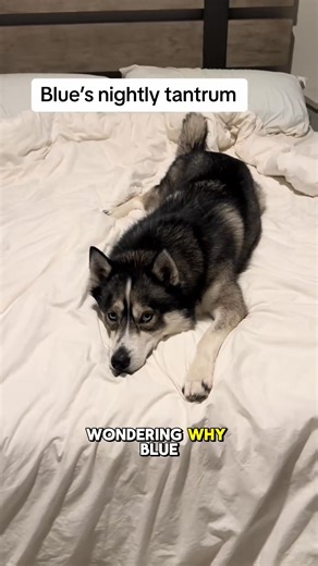 There’s always something… _fix_000 #husky #huskies #huskiesoftiktok #funny #dogsoftiktokviral #dogsoftiktok | Ken Flores