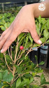 Convierte lo ÁCIDO en DULCE 😮🤯🪴 #frutas #dulcificum #bayamagica #bayamilagrosa #curioso Synsepalum dulcificum es una planta tropical que produce un fruto conocido como baya o fruta milagrosa por su capacidad para cambiar la percepción de los sabores ácidos en sabores dulces. Las bayas de dilcificum poseen una glicoproteína conocida como miraculina que al contacto con las papilas gustativas, proporciona la particularidad de transformar el sabor de los alimentos ácidos o amargos segundos despué