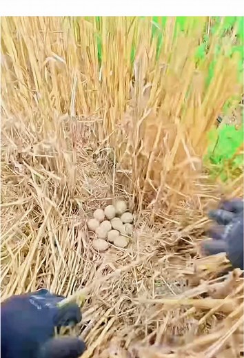 Button Quail Facts and Care Tips