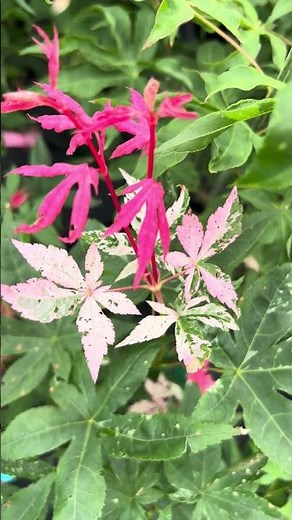 Acer palmatum 'Beni ukigumo' Japanese Maple