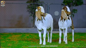 The power of ‘Boer genetics’ speaks for itself. Goat Pure Farms These F1: Boer × Makhi Cheeni kids are just 4 months old and already 34 kg — showcasing the impact of structured crossbreeding done right. Strength, growth, and real-world performance. 🧬🔥 Alhumdulilah both these kids have now been ‘SOLD’. #goatpurefarms #boercross #qurbanilovers #qurbanishoqeen #bakramandipakistan #qurbani2026 | Khi-The Biggest Cow Mandi