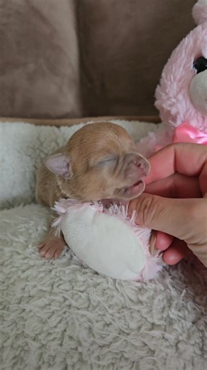 Sublime femelle poils court Blue fawn lilas(isabella) Une merveille d.i.s.p.o ✅️✅️💌💌💌 | Elevage Des Petits Trésors Chihuahuas