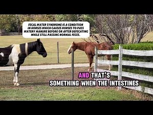 Let’s talk about something gross! What do you do if your horse has squishy poop, or diarrhea?