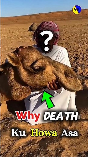 Why Do Camels Explode After Death? 🐪💥 #mindblowingfacts #facts #amazingfacts #funny #camel #funpage