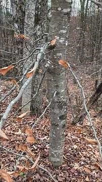 Beech Bark Disease #tree #Nature