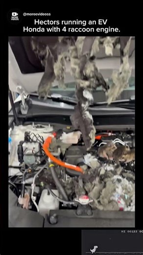 Hectors running an EV Honda with 4 raccoon engine.