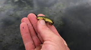 Late summer Snakehead fry balls are everywhere in the mid bay region. Our Social Media Manager Don Goff was in the field today, spotting 4 separate Snakehead fry balls. Do you know how to identify baby Northern Snakeheads? | Fish and Hunt Maryland
