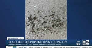 Black beetles surfacing around the Valley