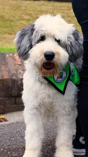 Therapy dogs to support students at UCC The first of its kind in a university in Ireland, our partnership with My Canine Companion aims to enhance student well-being on campus. 🐾 Video: UCC TV's Rubén Tapia My Canine Companion - Autism and Therapy Services | University College Cork