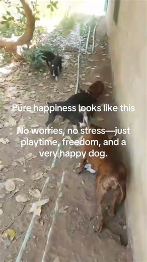 Happy pit bulls enjoying farm life 🐕🌾Strong, playful, and full of love 🐾