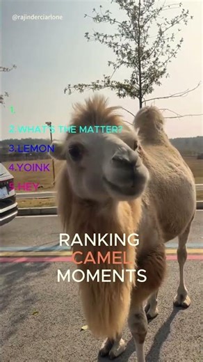 TOP 5 Camel Moments You Have To See!