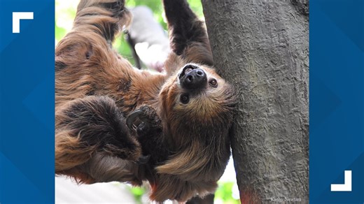Cincinnati Zoo: Two-toed sloths expecting a baby next summer