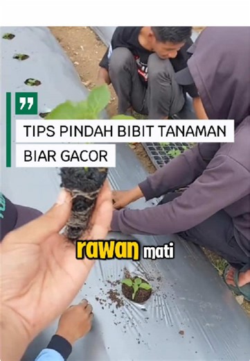 TIPS PINDAH BIBIT BIAR GACOR #agriculture #petanimuda #pertanian #fyp