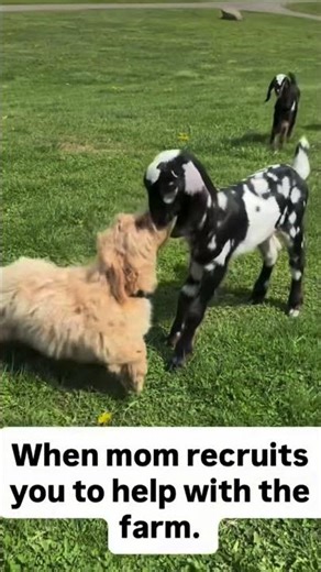Our “big” helper with farm chores today. #puppy #maltipoo #sunshine