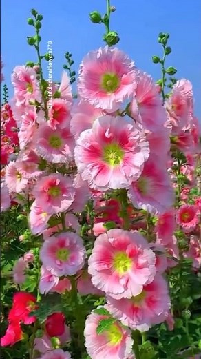 Beautiful Colorful Flowers 🌸 | Stunning Flower Garden for Relaxation & Peace