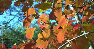 Autumn landscape in the forest with trees and red leaves.