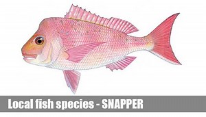Snapper Fishing Guide Victoria | Recreational Fish Species Facts