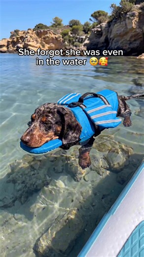 Dog Life Jacket with Chin Float — Best Safety for Pups