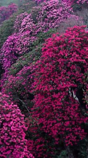 Spring magic in the Himalayas /theamazingtravellers #shorts #shortsfeed #travel #spring #rhododendr