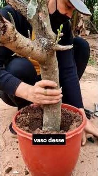 cultivar mangueira em casa! #cultivo #jardinagem