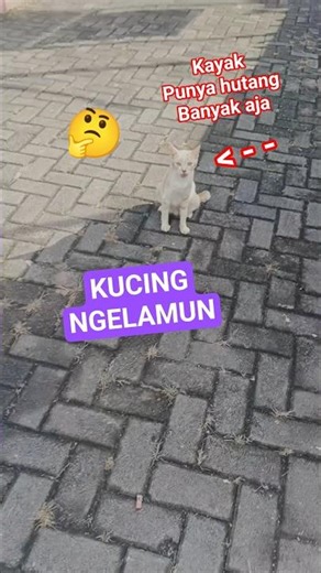 Kucing ngelamun #cat #shorts #shortvideo #comedy #shortsviral #fypシ゚viral #trending #trendingshorts