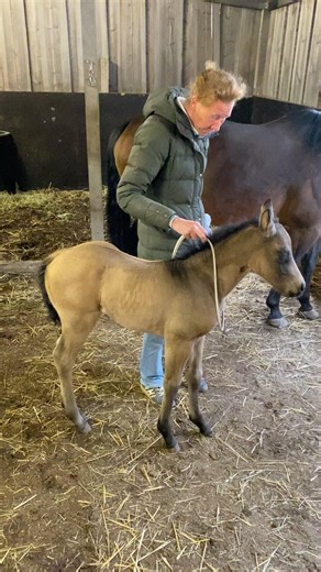 First time Colibri backing up♥️⭐️ She was incredible #foaltraining #horsetraining
