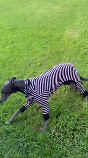 Fast as Fuck Boy - Come Get Some