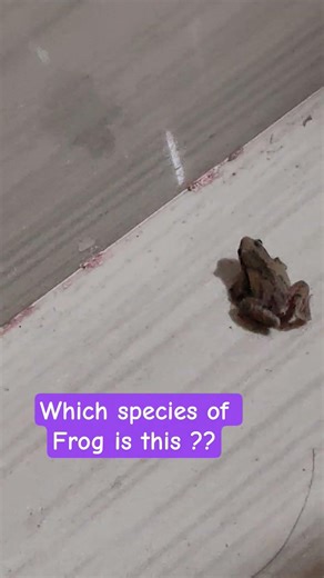 Frog_Leaping High_#biology #Amphibia