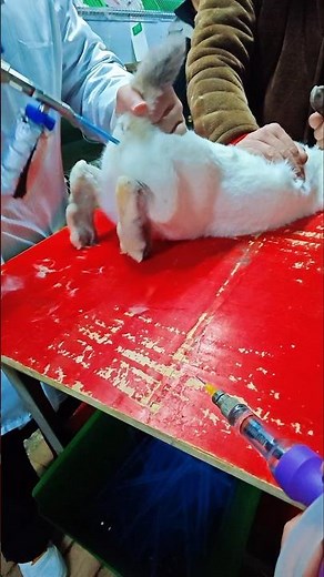 How Farmer impregnate Rabbit in farm 👀
