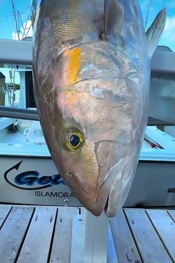 Monster Amberjack Florida Keys Fishing Charter