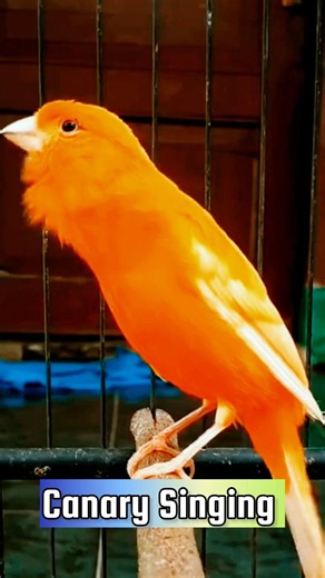 Best Canary Training | Canary Singing #galerikenariindonesia #birdsinging #canary #kenari3in1