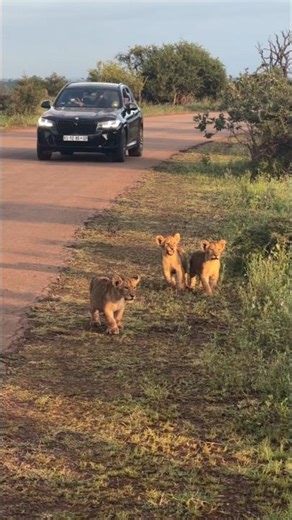 #lion #shortvideo #love