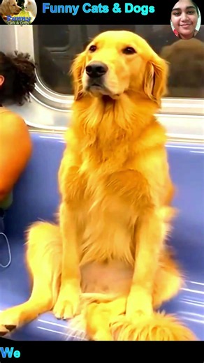 funny cat and dog videos #cat #dog #shorts #funny #funnydogs #funnycats #pets #cute