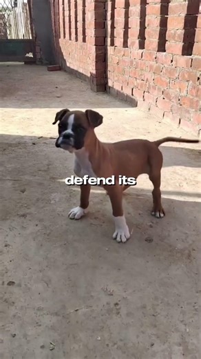 Boxer Dog: The Playful Bodyguard You Shouldn’t Underestimate #shorts