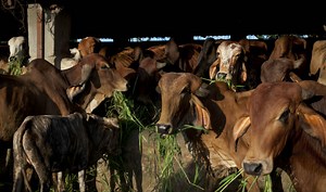 Supreme Court rejects PIL seeking complete ban on cow slaughter