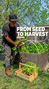 104K views · 3.2K reactions | How we grow big radish from seed We...