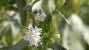 Multiple genes manage how people taste sweeteners | Penn State University