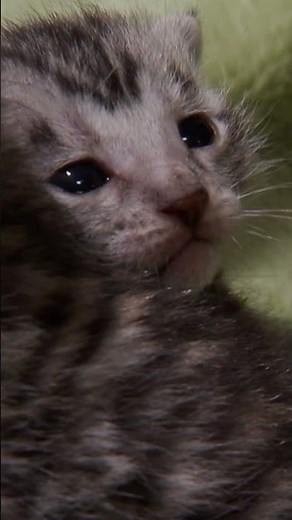 The Cutest Toyger Kittens! | Too Cute! | Animal Planet