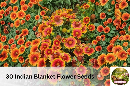 Indian Blanket Flower Seeds | Gaillardia Pulchella, Red Yellow Blooms, Pollinator Garden, Easy Grow - Etsy