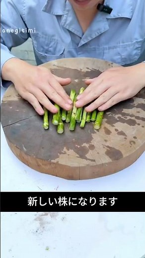弱ってきたミリオンバンブーはこう増やす｜切って寝かせるだけ