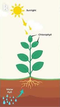 Photosynthesis for Kids | How Do Plants Make Their Own Food? | Kids Science