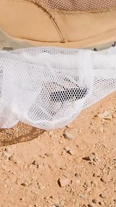 STUNG by a GIANT Tarantula Hawk! | Brave Wilderness