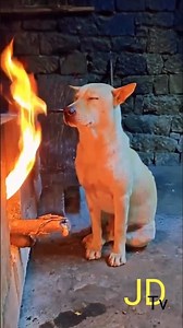Dog fire enjoy funny #dogfunny #funnydog #funnycomedy