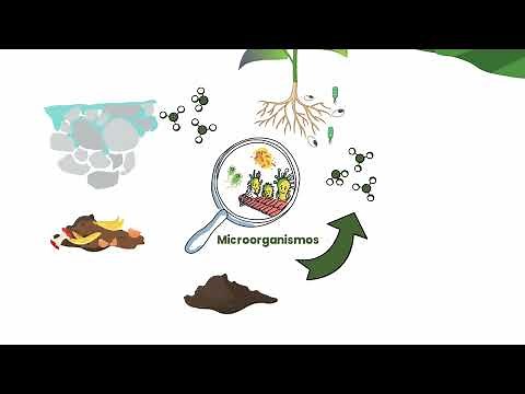 La importancia de los microorganismos