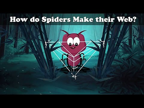 How do Spiders Make their Web? + more videos | #aumsum #kids #cartoon #science